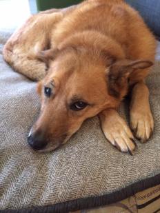 19748825_835234263449_7962149327376716611_n