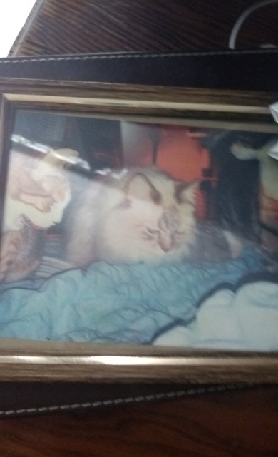 IMG_20180906_111015_647