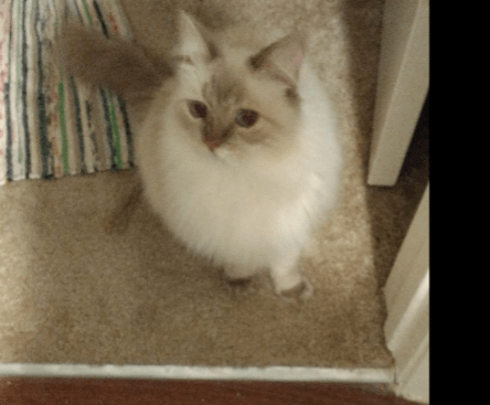 Screenshot 2018-09-07 at 10.01.46 AM